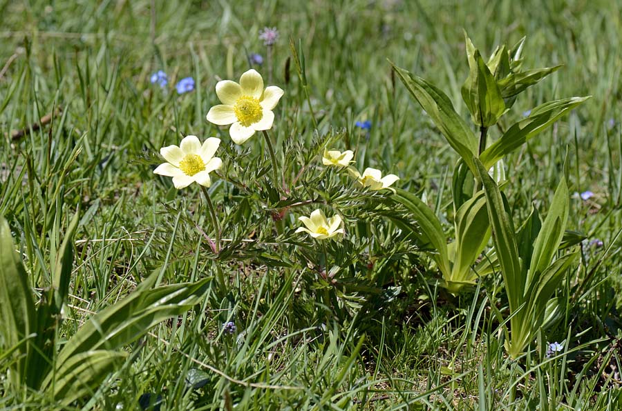 Pulsatilla alpina subsp. apifolia